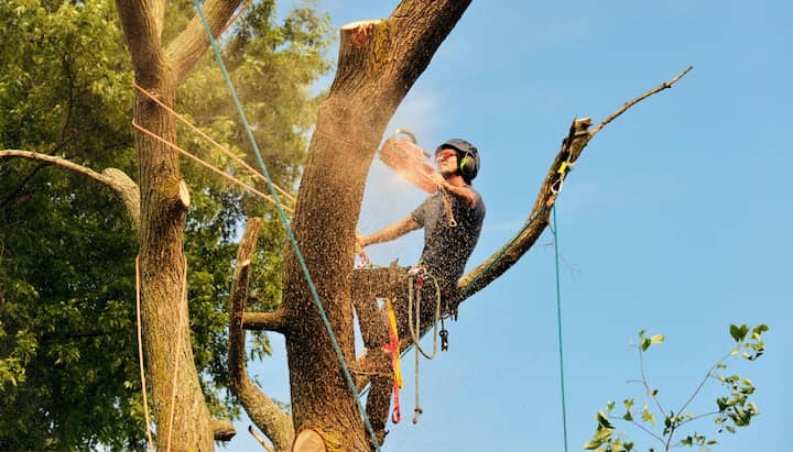 Local tree removal contractors in Wichita, Kansas